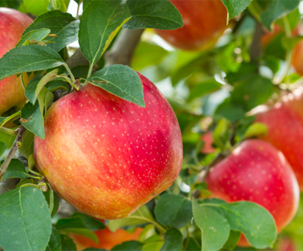 나무에-달린-사과