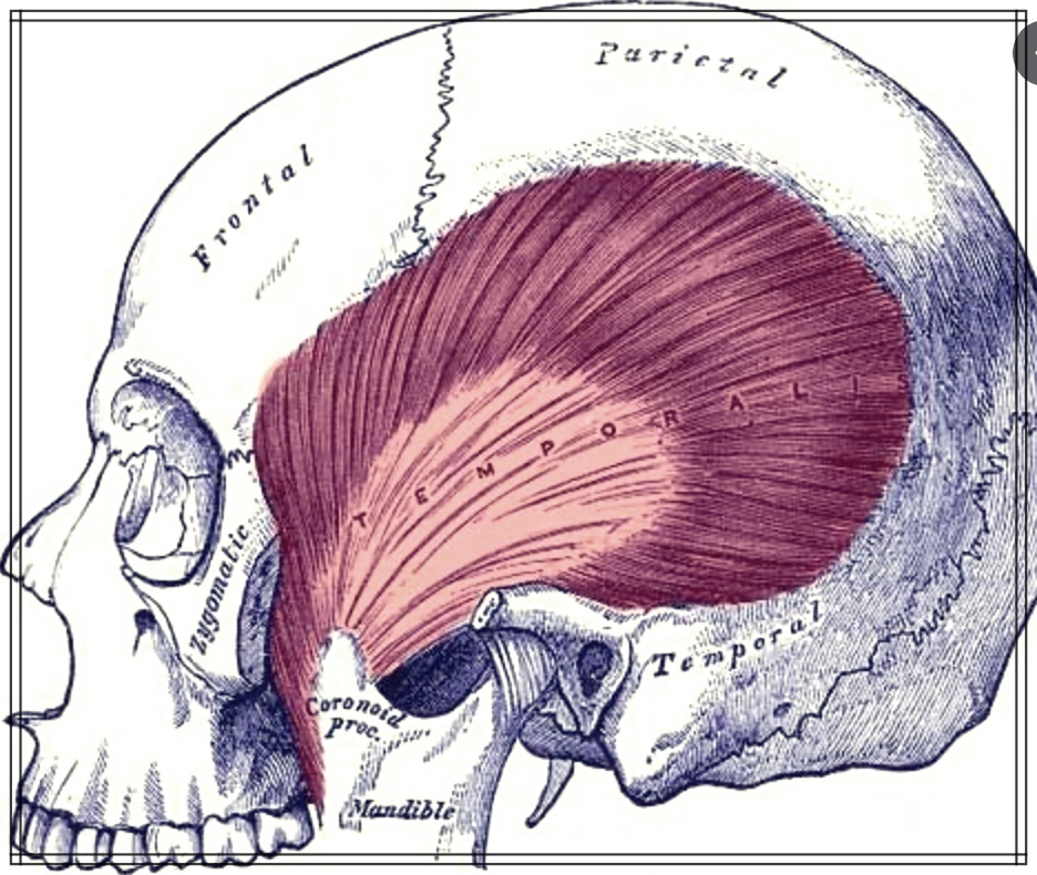 측두근과 건강: 왜 측두근이 중요한가?