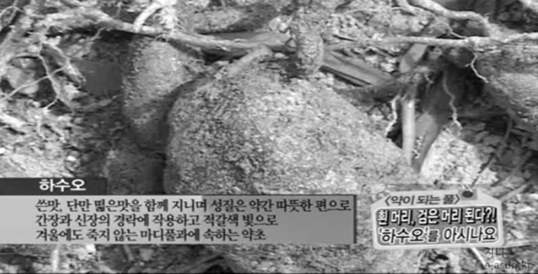 하수오 효능 19가지와 부작용 총정리