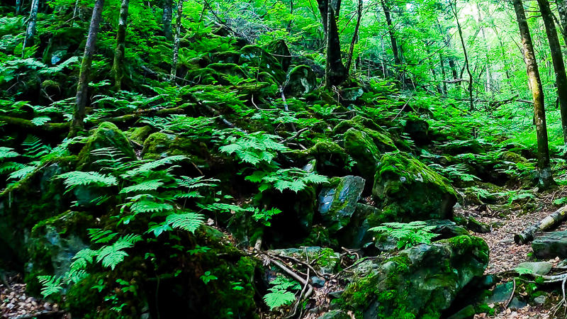 가리왕산 원시림