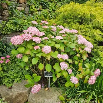 천리포 수목원 목련축제 입장료 여행코스_9