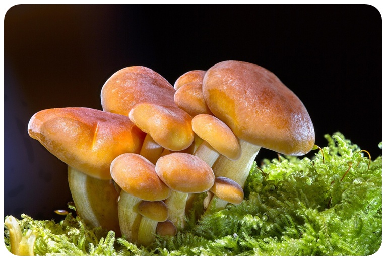 버섯 섭취 시 주의 사항, 자주 묻는 질문