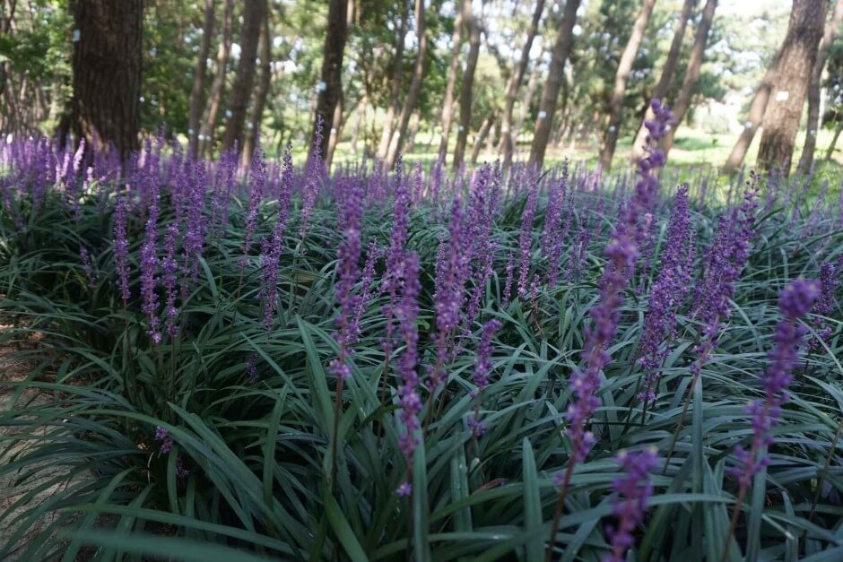 장항 맥문동 꽃 축제 송림자연휴양림