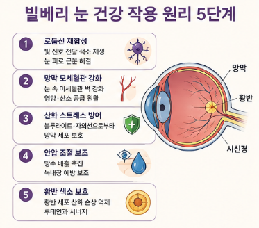 빌베리-원액-효능-분말-영양제-추천-제품