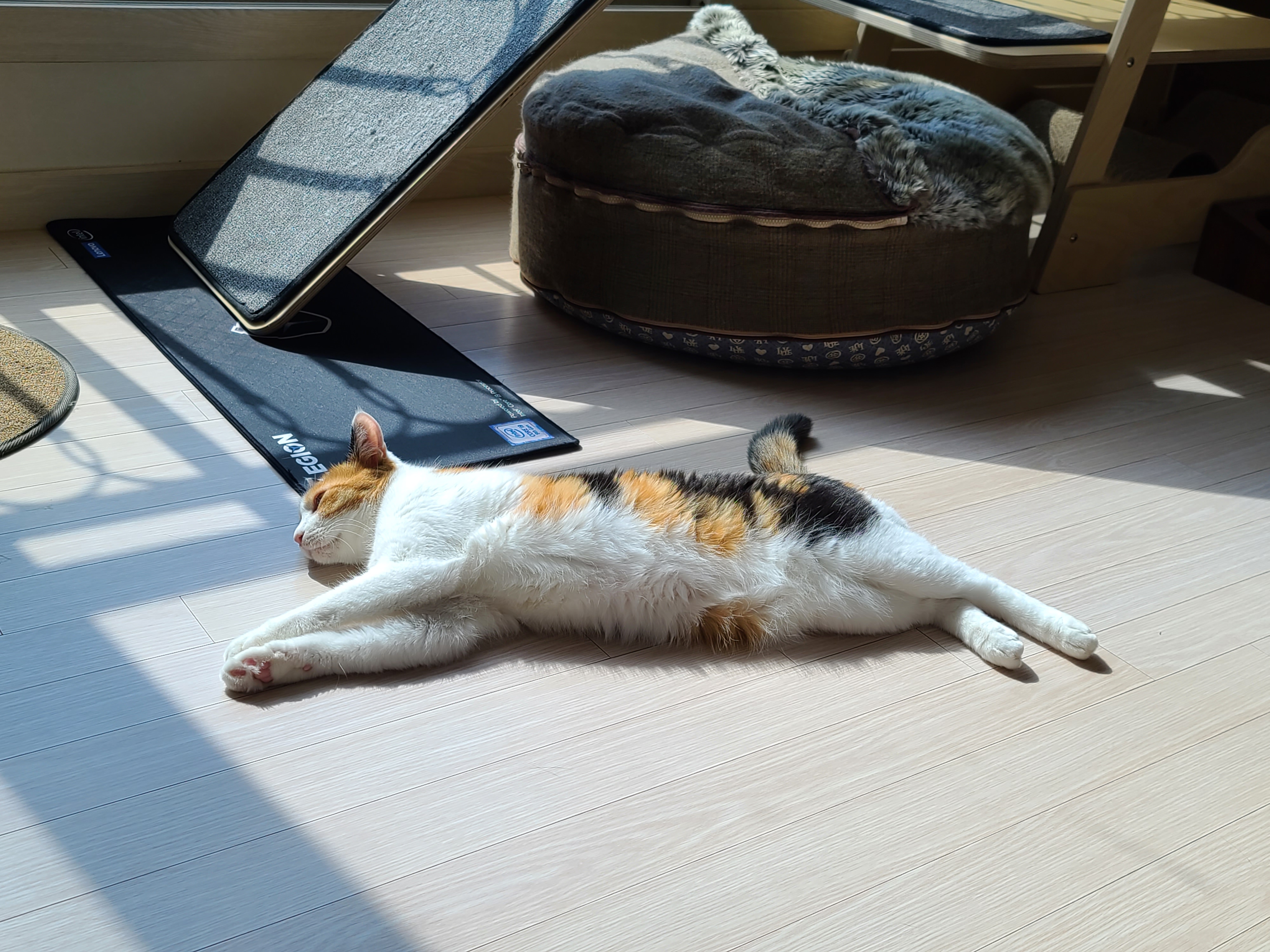 우리집 고양이들에게 전기장판은 선택이 아닌 필수! 보일러가 고장난 3일동안 아홉냥이들은...