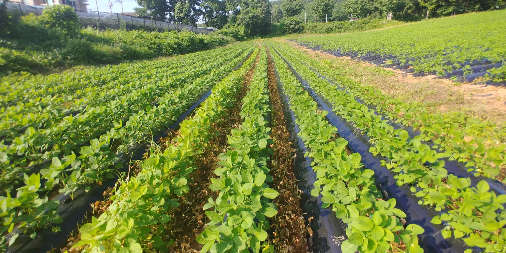 한여름 콩밭에서 추수까지 &mdash; 기계화 콩농사 이야기 4