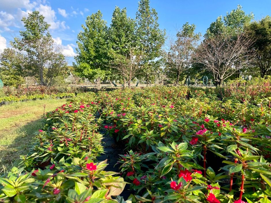  2025 태안봄꽃정원축제&amp;#44; 일정&middot;입장료 &middot; 튤립부터 유채꽃까지! 태안 봄꽃정원 100배 즐기는 꿀팁 그리고 태안 가볼만곳 까지 !!