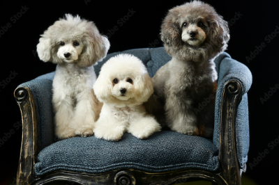 토이푸들 3마리 사진