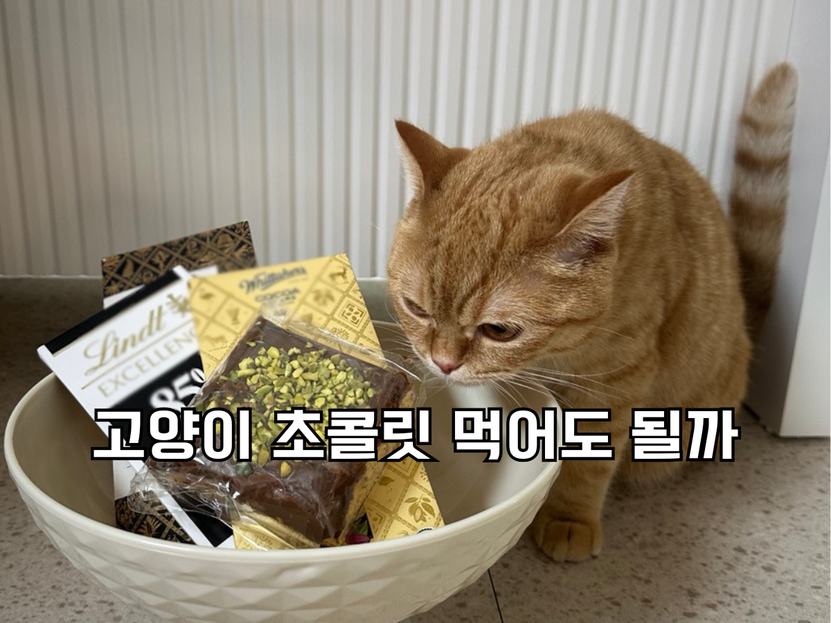 블로그 대표 이미지. '고양이 초콜릿 먹어도 될까'라는 한국어 텍스트와 주황 고양이 뽀리가 초콜릿이 가득 담긴 볼에 얼굴을 갖다 대고 냄새를 맡고 있는 사진