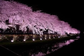 일본 벚꽃 명소 벚꽃 여행 개회시기 도쿄 벚꽃 축제_15
