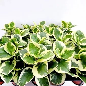 페페로미아 키우기 물주기 분갈이 빛관리 작고 예쁜 실내식물_16