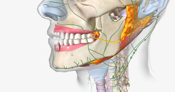 턱밑 몽우리 통증&amp;#44; 턱 아래에는 갑상선과 림프절뿐만 아니라 각종 신경이 위치하고 있어 스트레스나 피로가 누적되어 혹이나 혹이 생기기 쉽습니다. 다양한 원인들이 있는지 알아봤습니다. 참고하시기 바랍니다. 