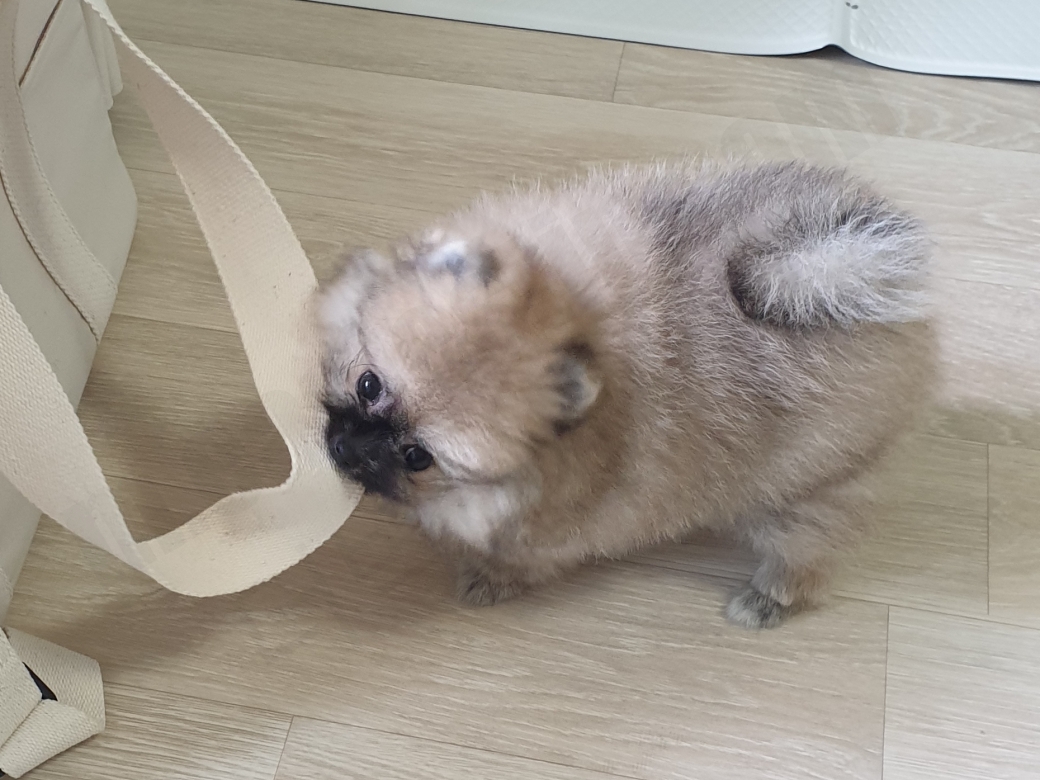 가방을 물어뜯는 세이블 포메라니안