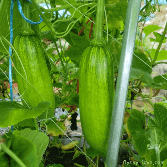 염증 배출에 좋은 애호박