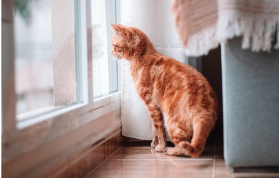 고양이 수명 평균은 몇 살일까? 관리방법 총정리