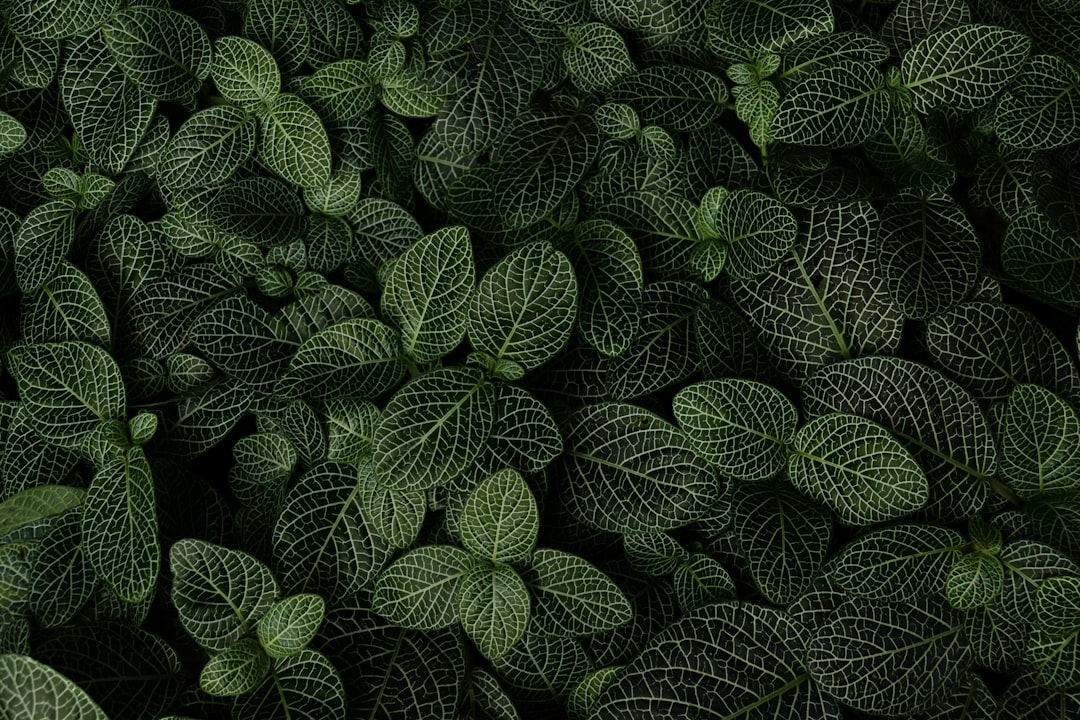 Leaf
