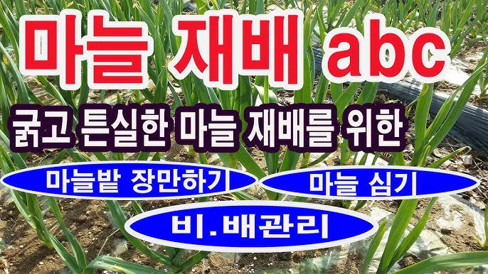 쪽마늘 재배 파종 깊이 흑비닐 피복 월동 준비_6