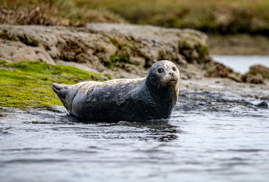 Seal
