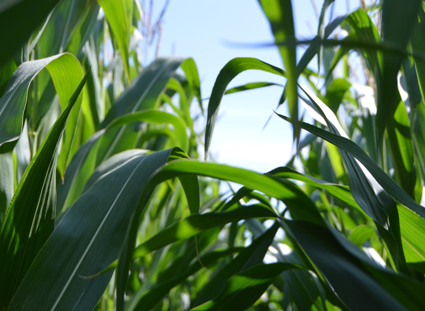 한여름-옥수수-사진