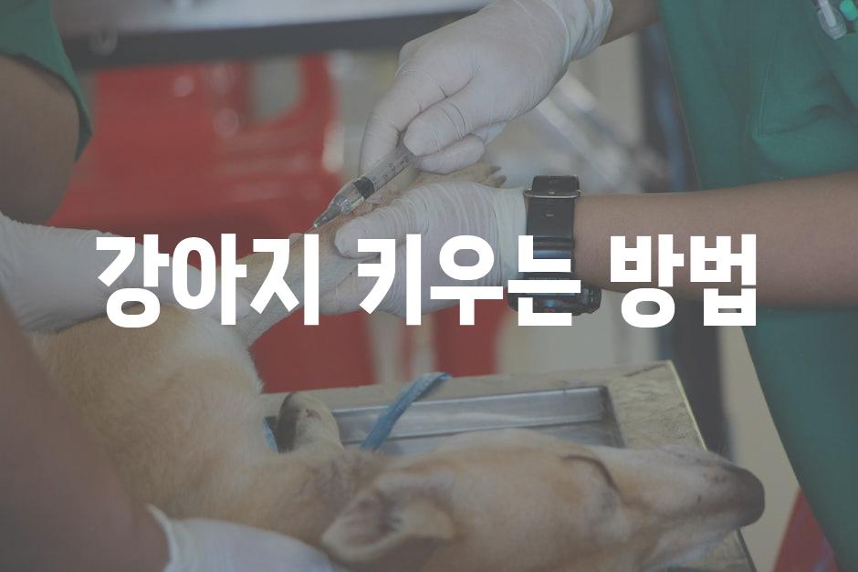 Dog care 1