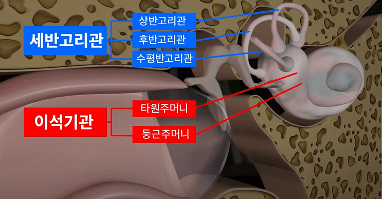 이석증-전정기관 구조