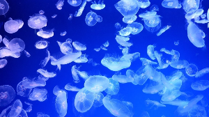 나고야 여행 추천 나고야항 수족관