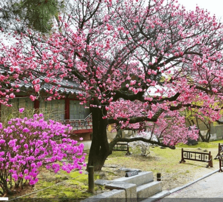 옥매화 황매화 홍매화 포토 꽃말 키우기와 가지치기 알아보기