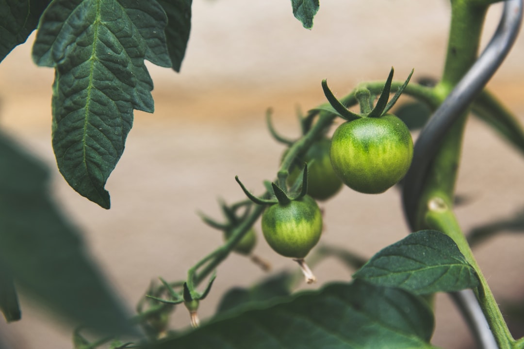 Agriculture