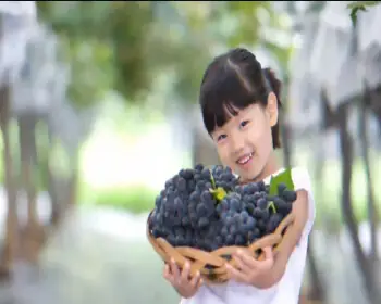 영동포도축제_21