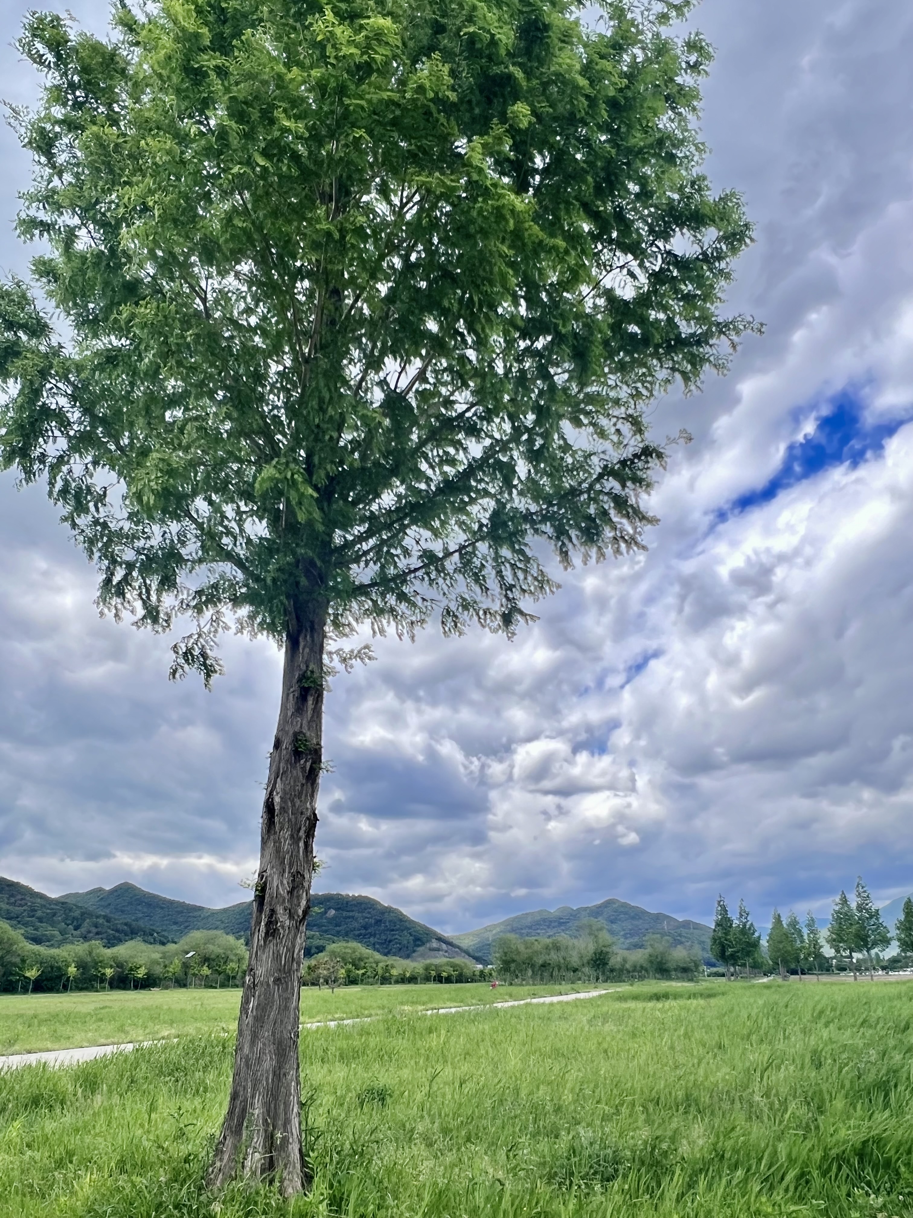 황산공원 산책길, 황산공원 자전거길