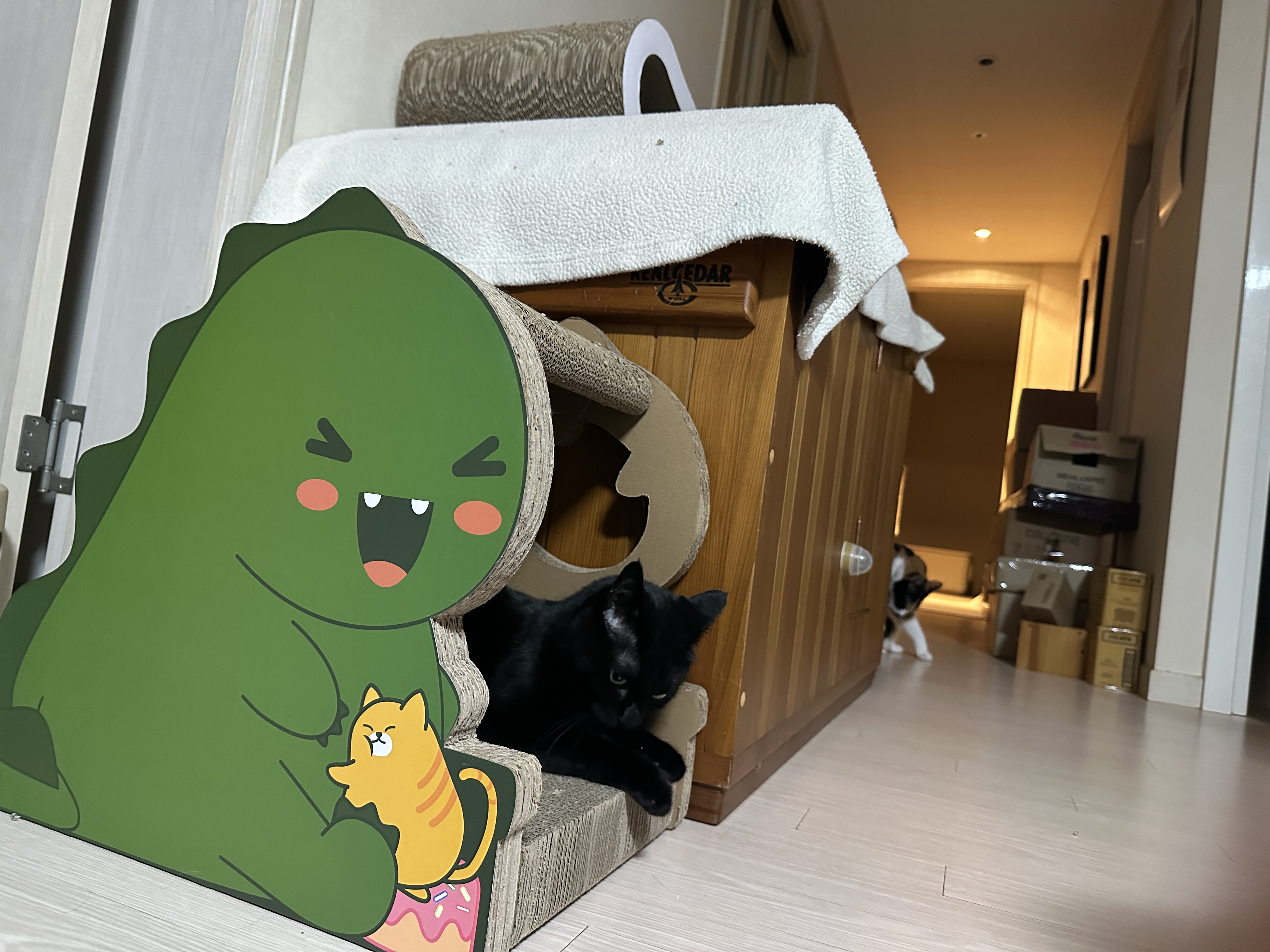 공룡_스크래쳐_안에_자리_잡은_올블랙고양이_건이_5
