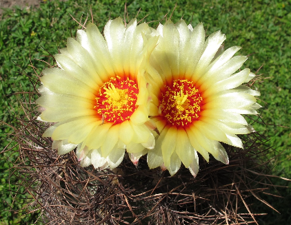 갱년기에 좋은 음식