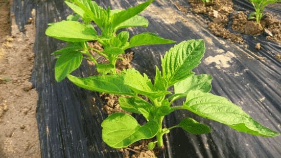 참깨재배-파종시기-수확시기