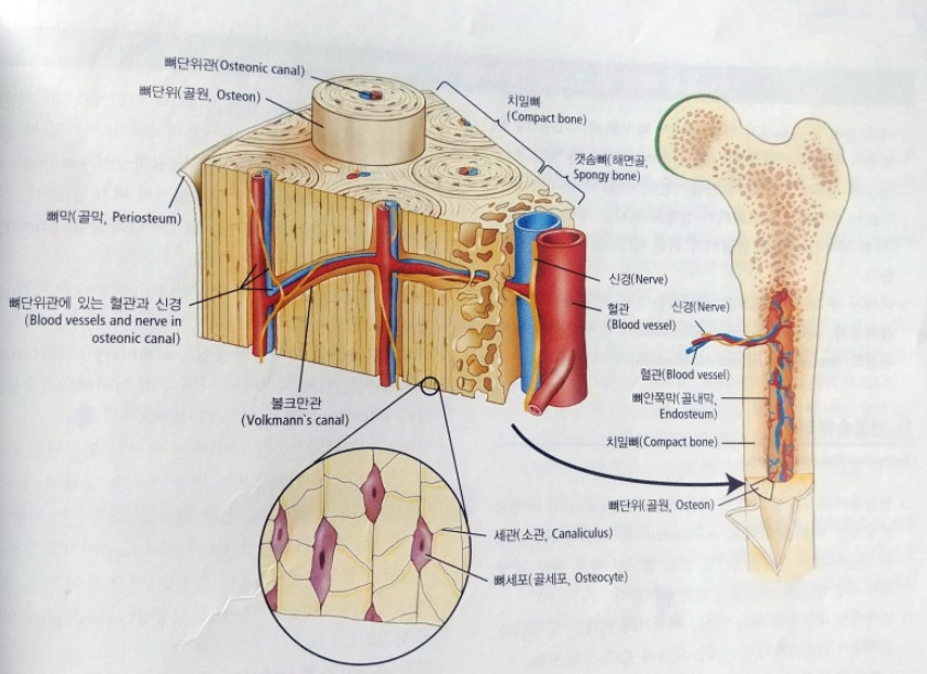 뼈의-구조