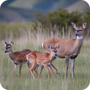 사슴 가족 이미지