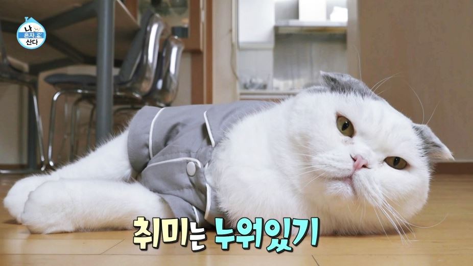 안재현 나혼산 고양이 반려묘 안주 일상 근황