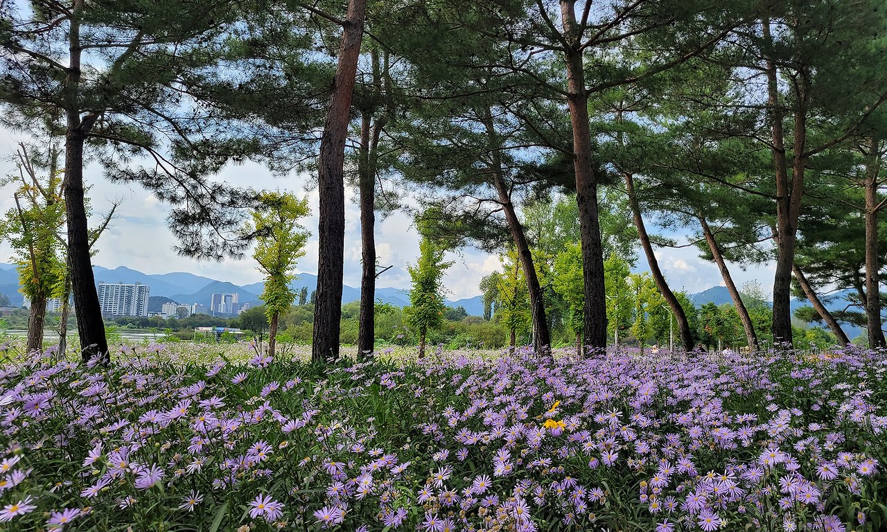 자라섬 꽃 페스타 Colorful Garden 총정리