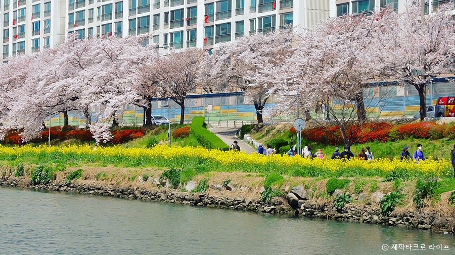 온천천벚꽃사진