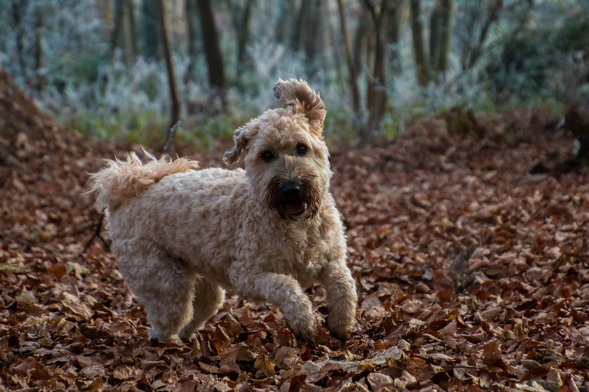 Irish soft coated wheaten terrier&#44;아이리시소프트코티드휘튼테리어&#44; 테리어&#44; 강아지&#44; 개 &#44; 아일랜드테리어&#44; 휘튼테리어
