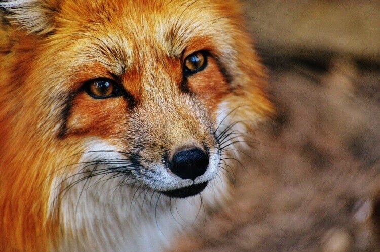 정면을-매섭게-응시하는-살쾡이