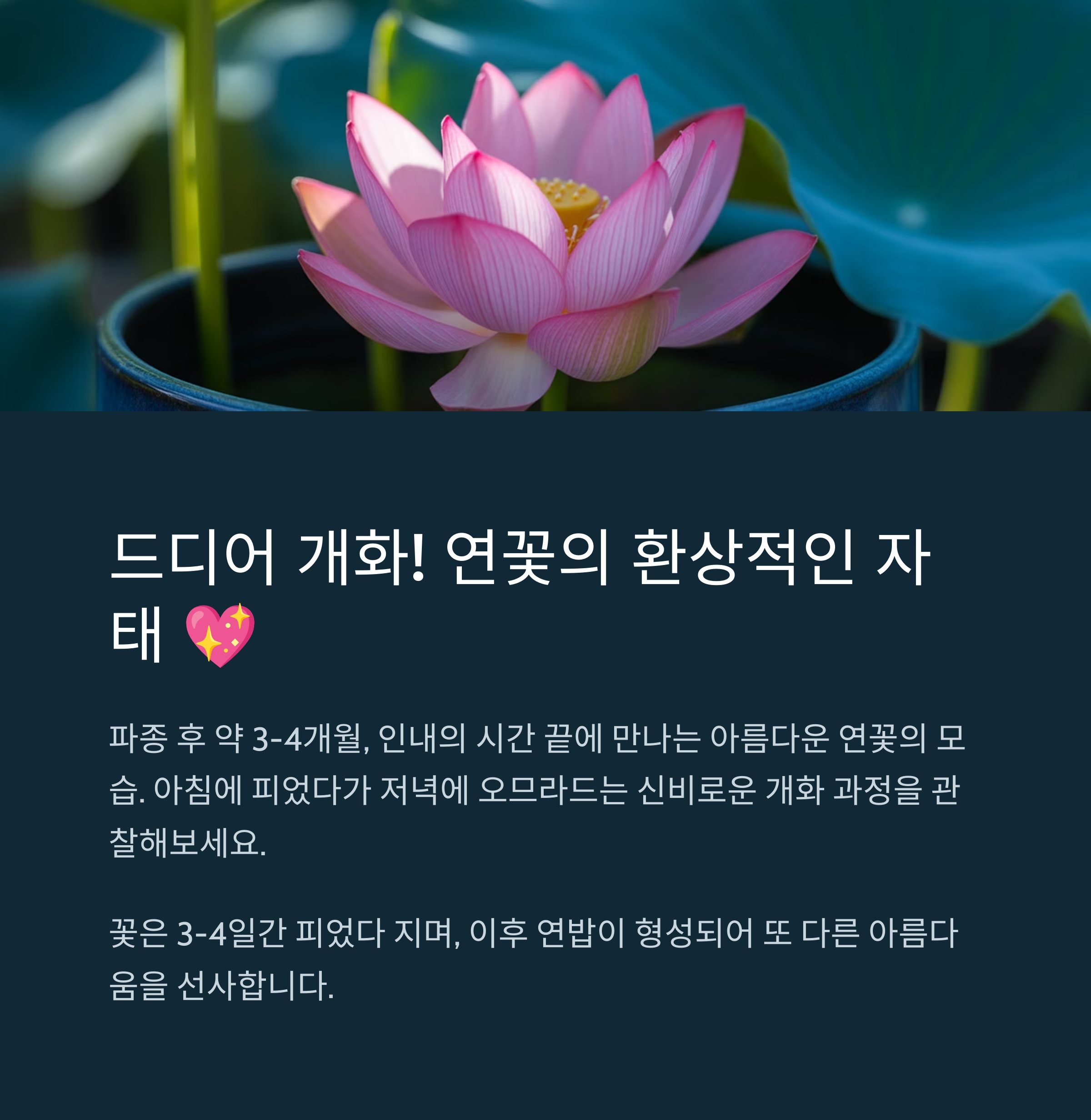 드디어 개화! 연꽃의 환상적인 자태