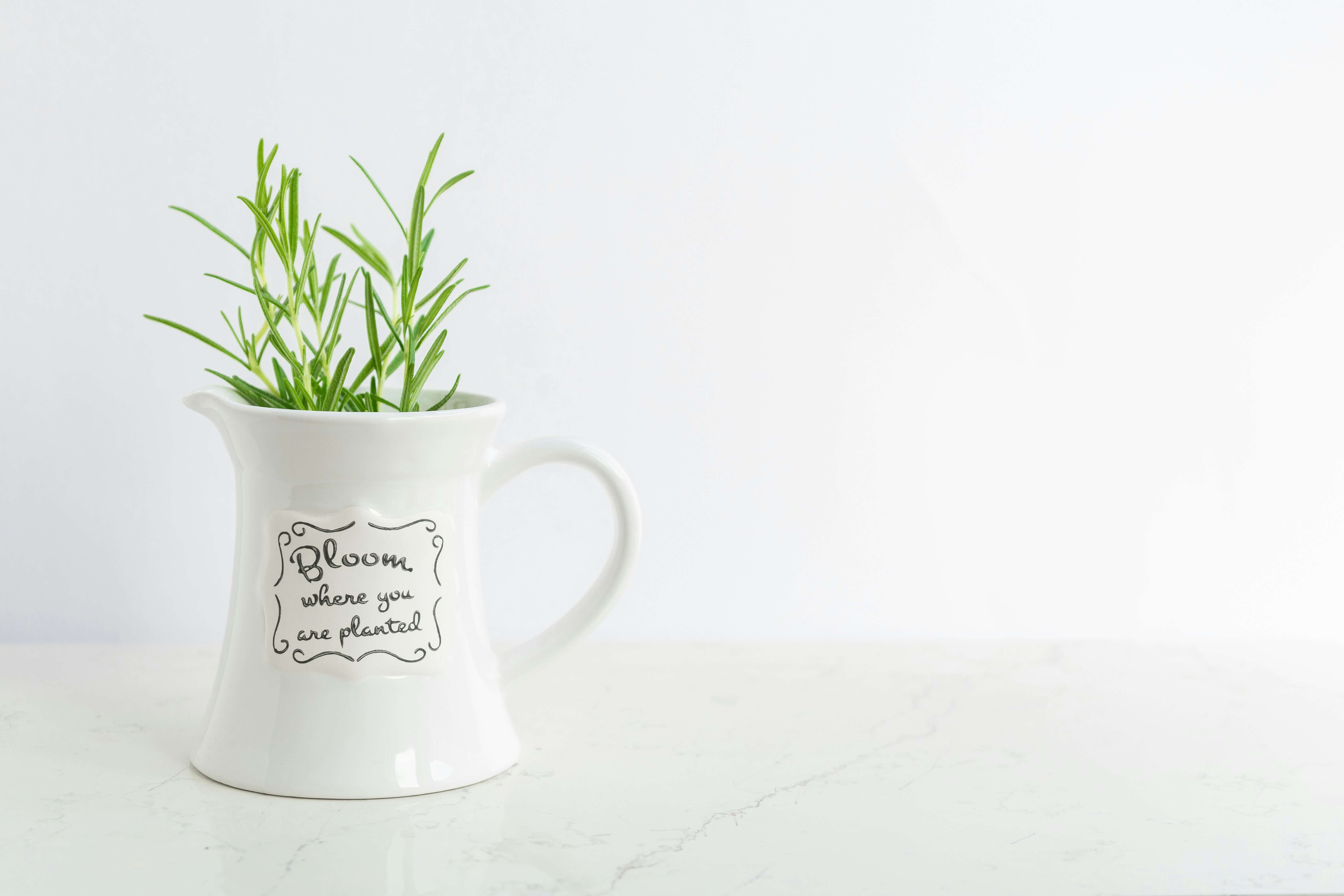 로즈마리 키우기