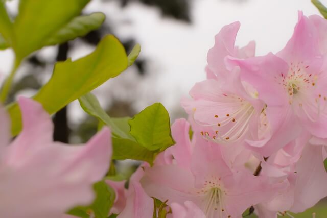 연산홍 묘목 가지치기 키우는 방법 과 철죽(철쭉) 구별법 알아보기