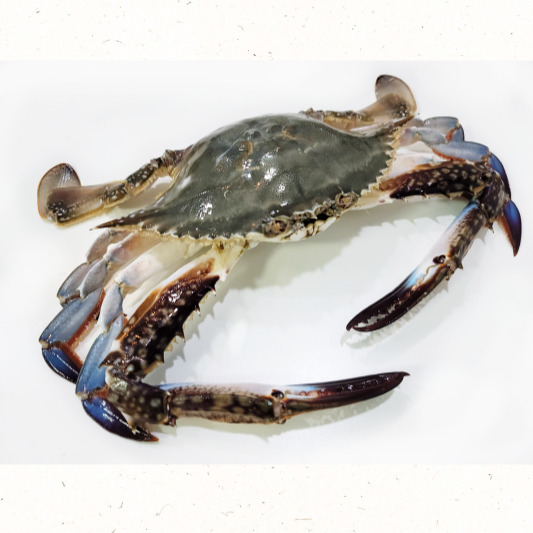 9월 꽃게 제철철 해산물