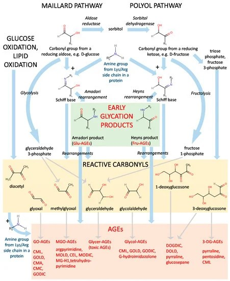 혈관을 망치는 최종 당화산물(AGEs) 음식: 피해야 할 음식과 예방 방법 알아보기