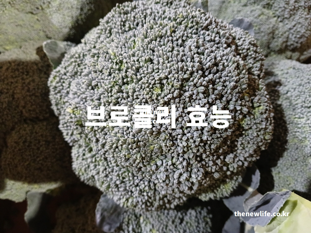 브로콜리 효능을 설명하기 위한 신선한 브로콜리 실사진