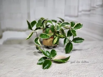 호야 키우기 꽃피우기 번식법 알고 물주기_19