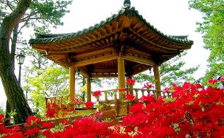 청남대 봄꽃축제 영춘제