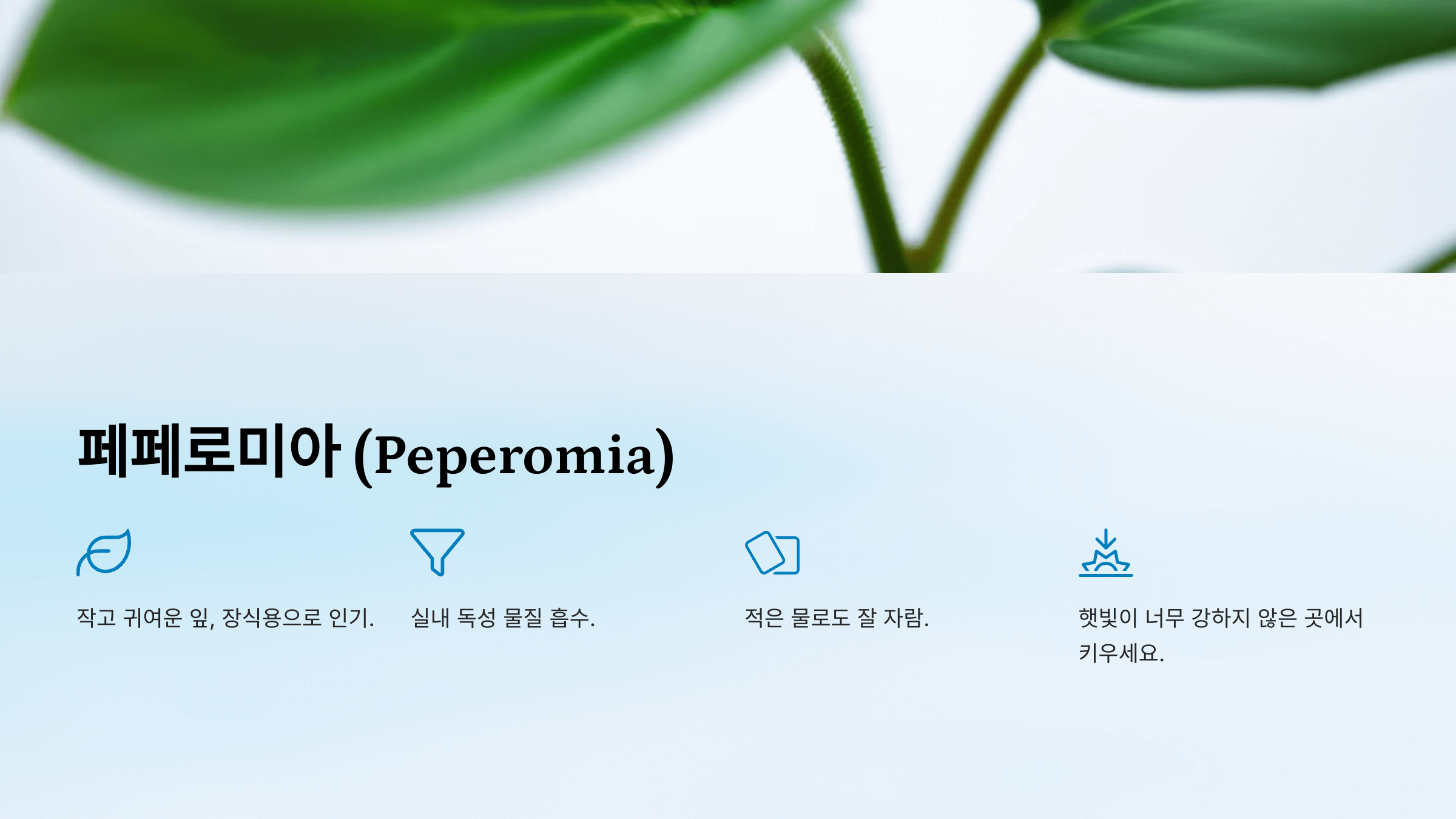 공기정화 식물 사진입니다.