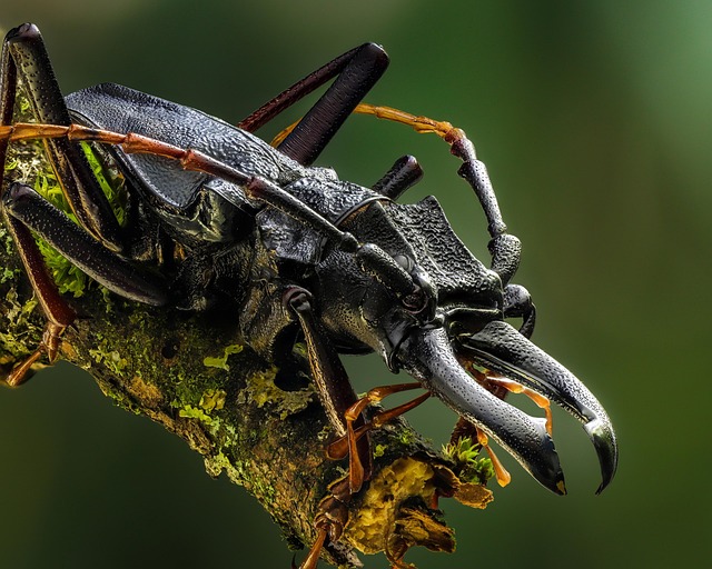 곤충 시점에서 본 인간 문명 – 행성 지배자의 상대성